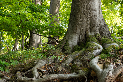 Close-up of the trunk and the roots of a huge old beech tree (Fagus)