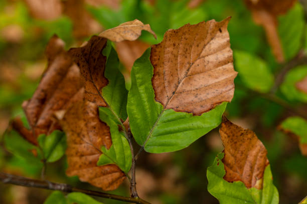 istock Partially dry green and brown foliage 1491709422