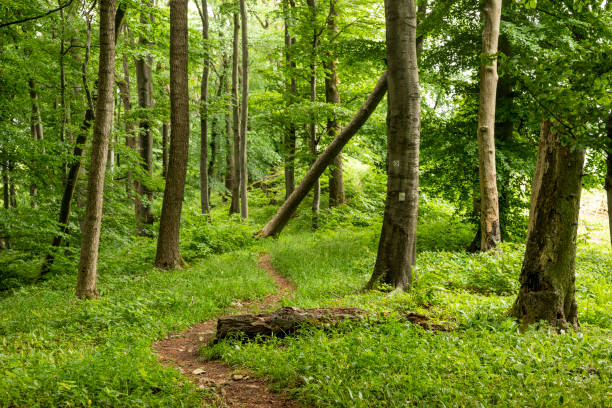 istock Picturesque hiking path through a lush green forest with deciduous trees 1491709423
