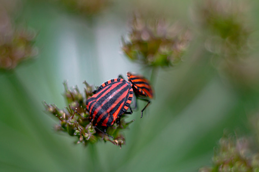 Pair of graphosoma lineatum insects seen from the front copulating on a flower.