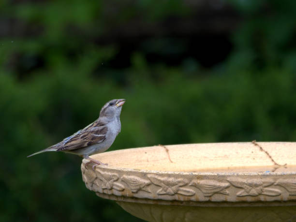 istock House sparrow perched on the rim of a birdbath. 1491711686
