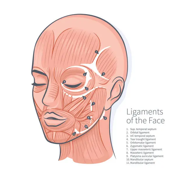 Vector illustration of Woman face ligaments muscles scheme portrait vector illustration