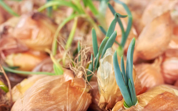 istock Picture of organic sprouting onion, selective focus. 1491713665