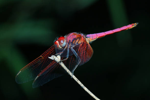 istock Macro pink dragonfly on stick bamboo in forest at thailand 1491717801