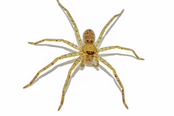 istock Close up wolf spider is insect animal on white background 1491717813