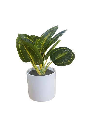 Artificial plant isolated on white background