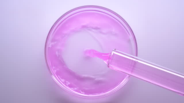 Pouring pink liquid solution in petri dish