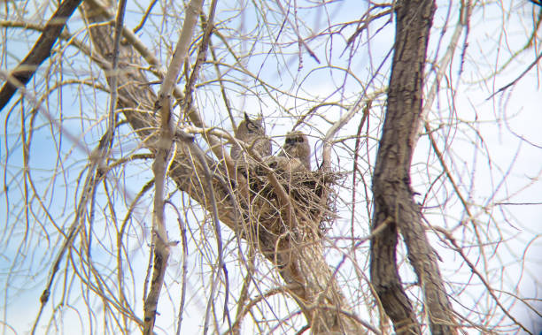 istock Great horned owl mother and babies 1491722008