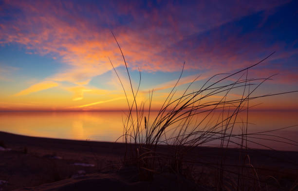 istock Coastal Symphony: Grass Flourishing on Baltic Sands 1491722023
