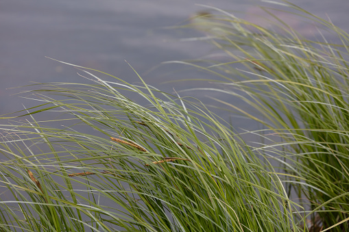 Reeds blowing in wind against blurred water background