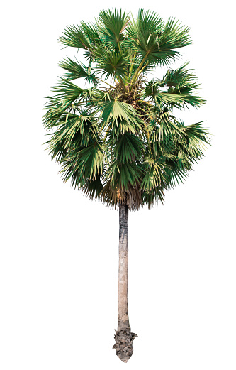 palm tree isolated on white background