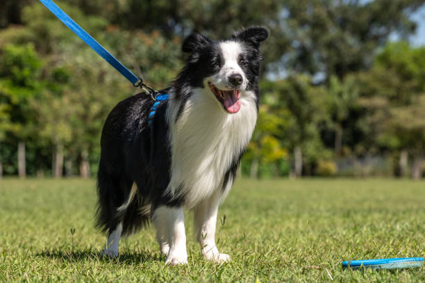 istock Border Collie dog at the park 1491725218