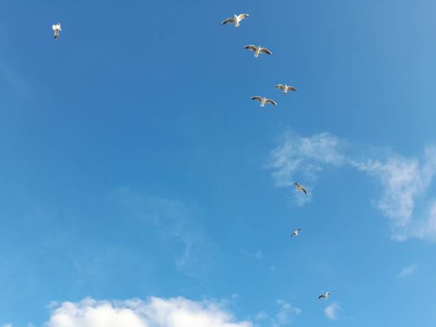 istock Geometric flights of seagulls 1491725374