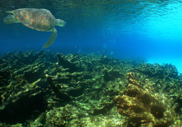 istock a beautiful adult green turtle 1491725604