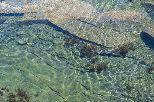 A beautiful seagrass bed grows on the Mesoamerican barrier reef off the coast of Belize. This part of the Caribbean Sea harbors hundreds of fish species and dozens of corals.