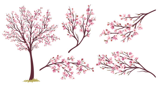illustrazioni stock, clip art, cartoni animati e icone di tendenza di set di alberi sakura - oriental cherry tree