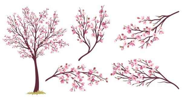 Sakura tree set Sakura tree set. Icons with flowering Japanese plant. Bloom, plant, spring concept. Branch with blooming beautiful pink cherry petals. Cartoon flat vector collection isolated on white background oriental cherry tree stock illustrations