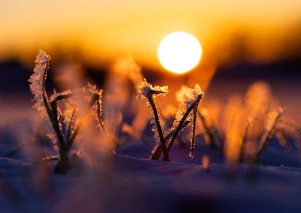 Frosty Dawn: Nature's Icy Embrace in Early Spring in Northern Europe