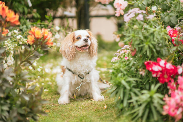 istock Cavaliers having fun in the rose garden 1491726211