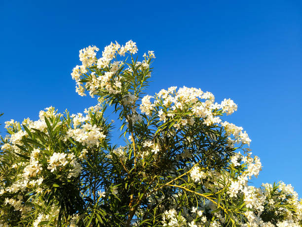 istock Flowering White Oleander against Blue Sky 1491727123