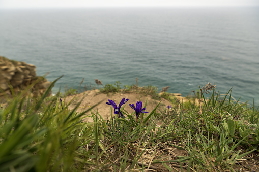 Purple iris flowers on the coast