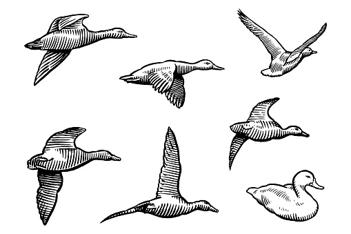 Old, engraving style illustration of six flying ducks and one sitting