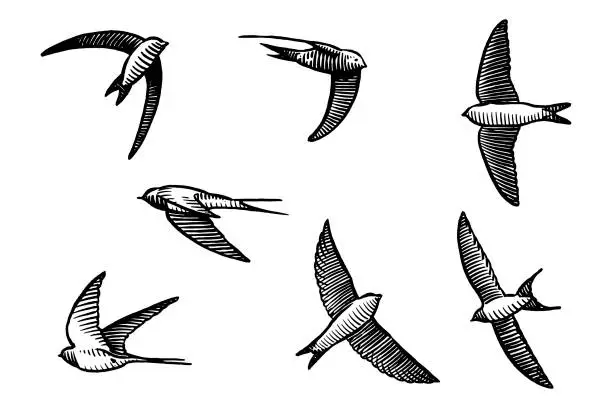 Vector illustration of Vector drawings of flying swallow