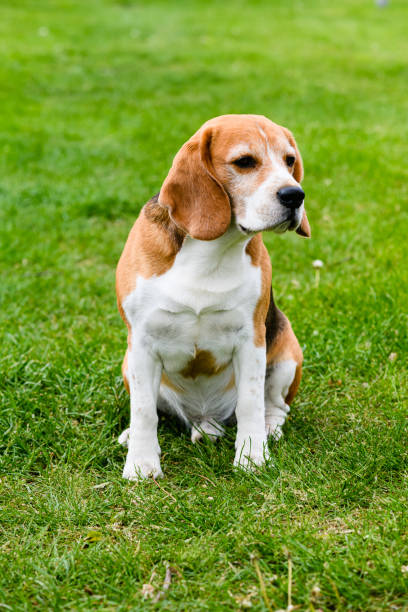 istock Dog on green grass in the backyard 1491728690