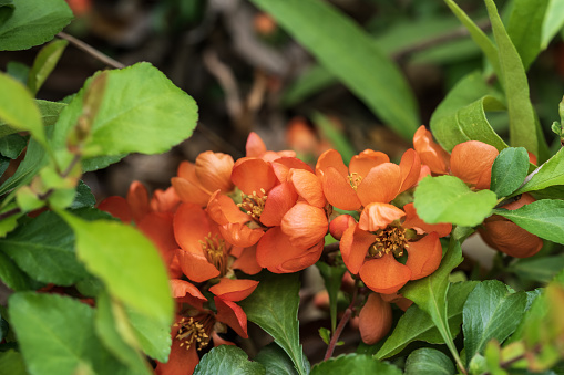 Flowering Japanese quince in the botanical garden
