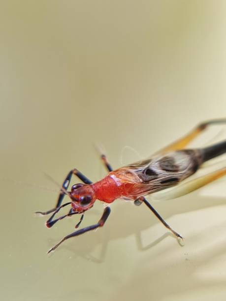 istock Beautiful and unique beach insect 1491730234