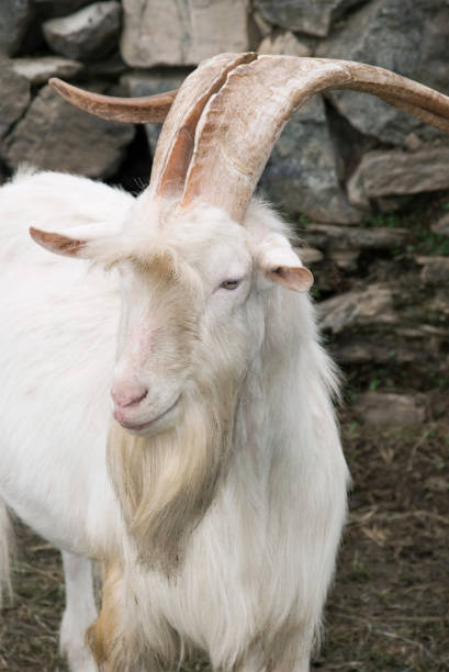 white goat stock photo