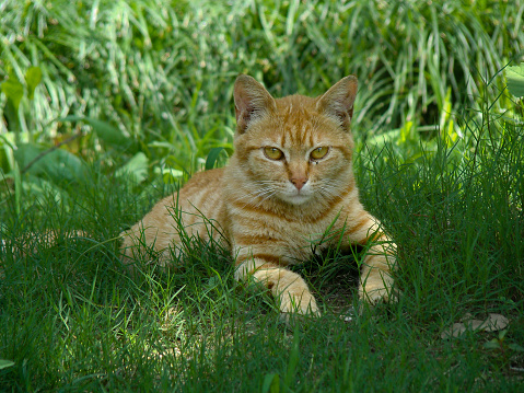 kitty in the grass