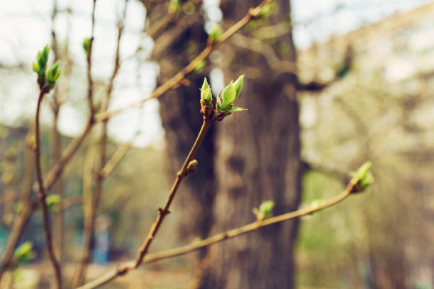 a budding young lilac leaves on a twig on a sunny spring day