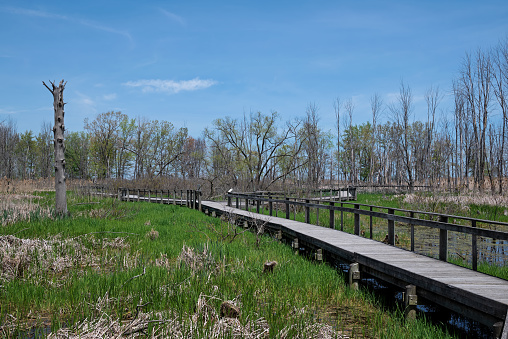 A winding boardwalk through a large coastal wetland complex reminiscent of what the Great Black Swamp may have been like in Northern Ohio. It was drained and cleared for farmland in the 1800's.