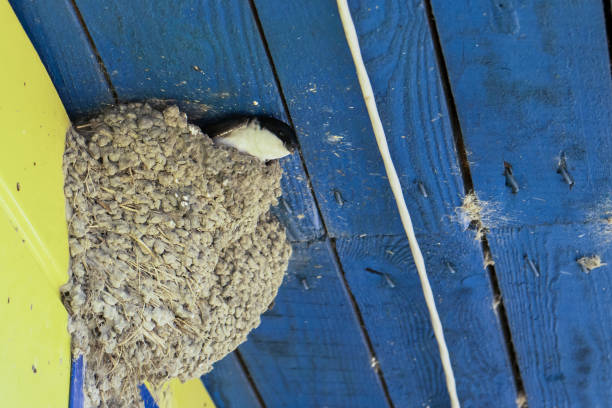 (Delichon urbicum), day after rains,  springtime, building the nest.