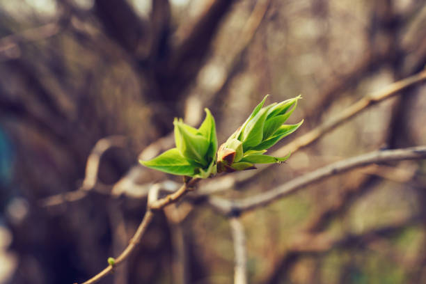 istock budding young lilac leaves on a twig on a sunny spring day 1491735323