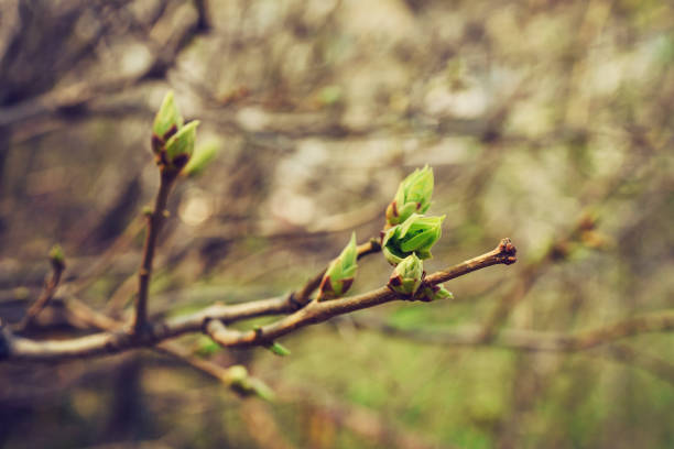 istock budding young lilac leaves on a twig on a sunny spring day 1491735365