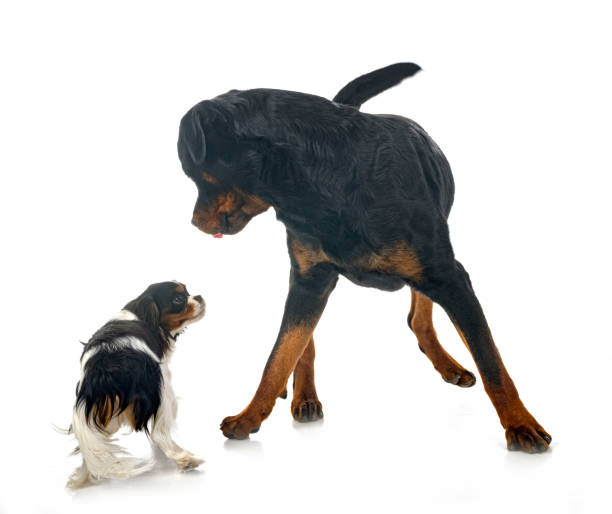 istock cavalier king charles and rottweiler 1491735775