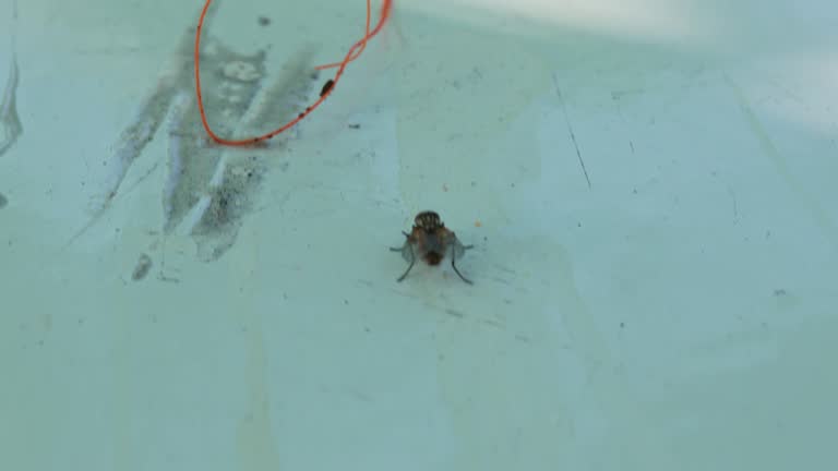 close-up. A fly walks on a white table. annoying and dirty insects.