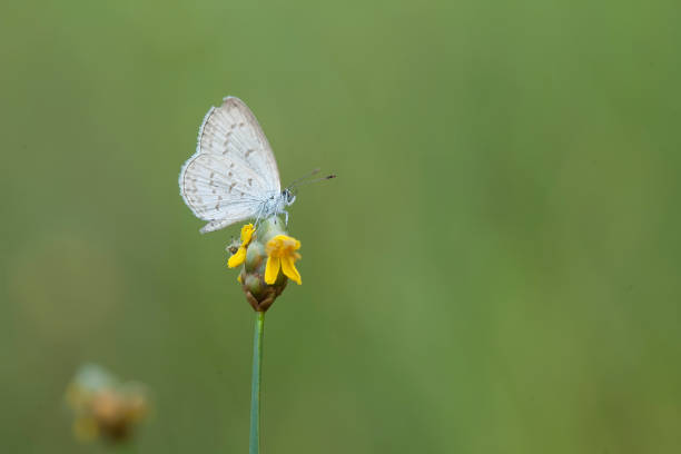 istock Beautiful Butterfly on Nature 1491737913
