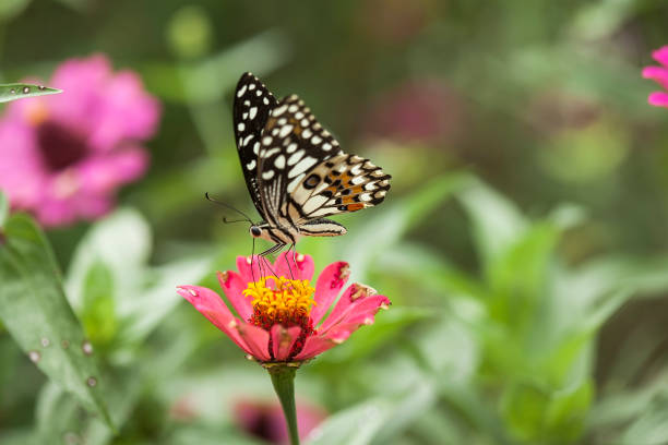 istock Beautiful Butterfly on Nature 1491737914