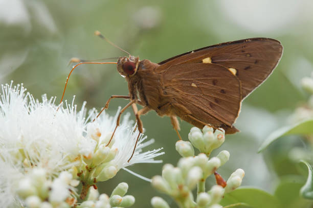This beautiful and elegant butterfly is a change from a pretty scary caterpillar, it takes a few days to process a caterpillar that was initially so frightening into a beautiful butterfly, that is the power of God that is extraordinary.