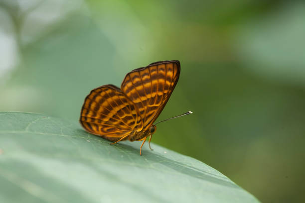 This beautiful and elegant butterfly is a change from a pretty scary caterpillar, it takes a few days to process a caterpillar that was initially so frightening into a beautiful butterfly, that is the power of God that is extraordinary.
