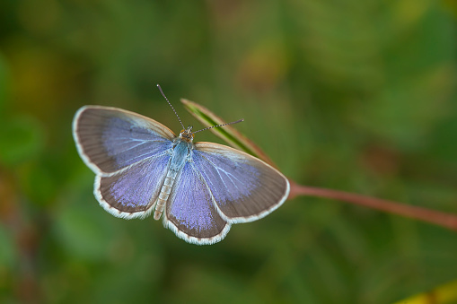 Hipparchia semele is a scarce resident. Contrary to elsewhere in Europe, the species does not occur on limestone grassland, preferring instead dry Heathland, dry grasslands and the coastal Dunes. It prefers an open landscape rich in structure, with patches of heather, grass, bare soil and an occasional bush or tree.