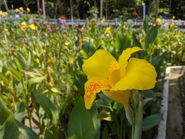 istock Canna 'Yellow King Humbert' Burbank. 1491739433