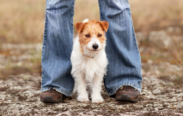istock Cute dog waiting between her owner's legs, puppy training 1491739810