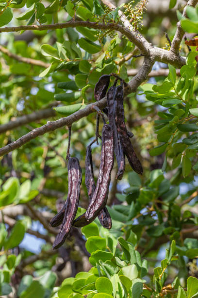 istock Carob Tree, Bent legumes on the tree 1491740159