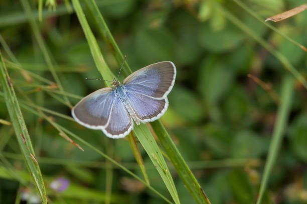 istock All about story of buterfly 1491740851