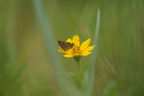 This beautiful and elegant butterfly is a change from a pretty scary caterpillar, it takes a few days to process a caterpillar that was initially so frightening into a beautiful butterfly, that is the power of God that is extraordinary.