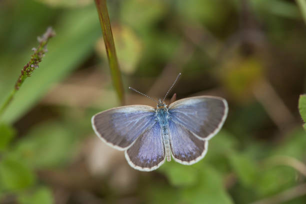 istock All about story of buterfly 1491740905